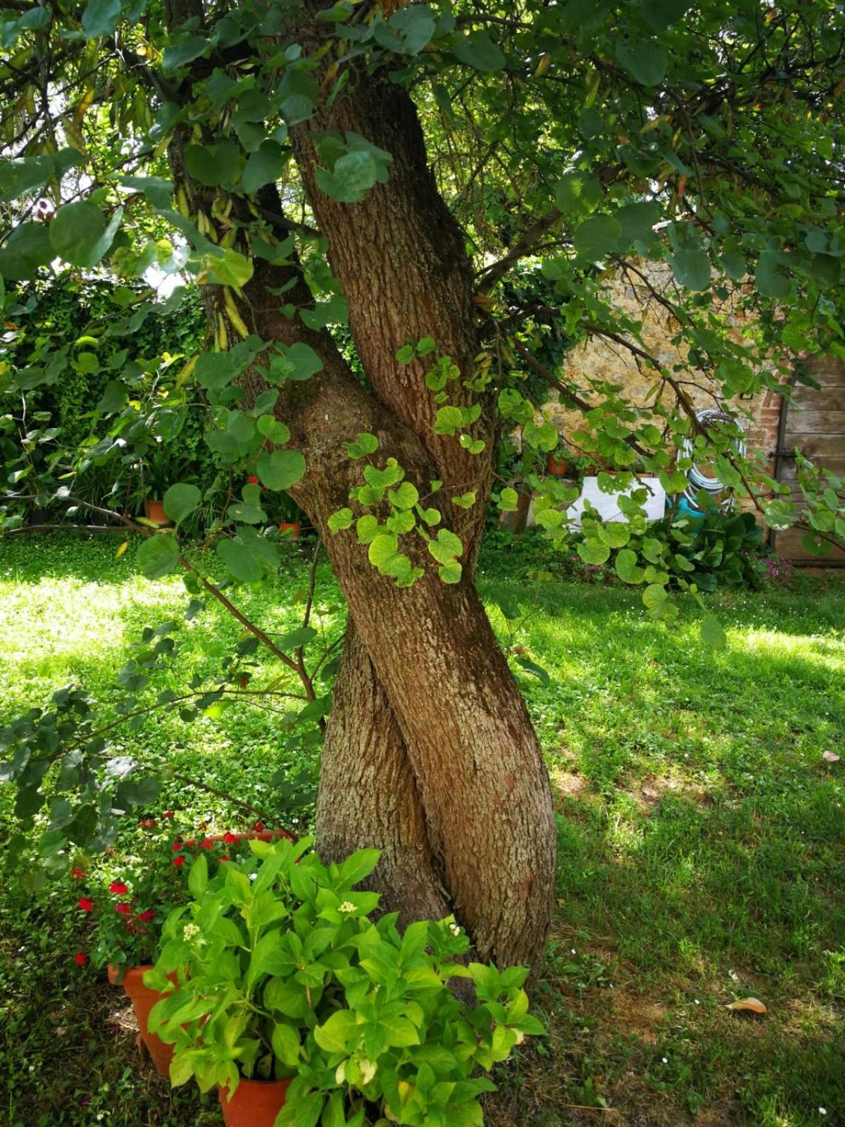 Ferienwohnung CAMPAGNA - GIARDINO 10 min da Siena Malignano Exterior foto